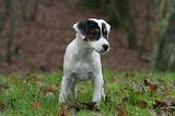 PARSON RUSSEL TERRIER 236